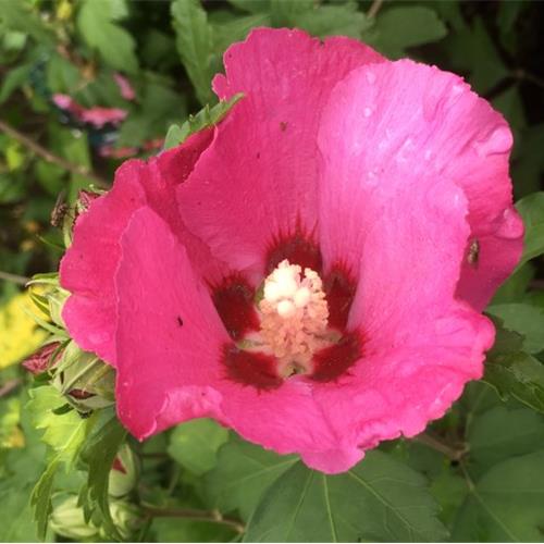 Hibiscus syr. Woodbridge kopen Kalmthout